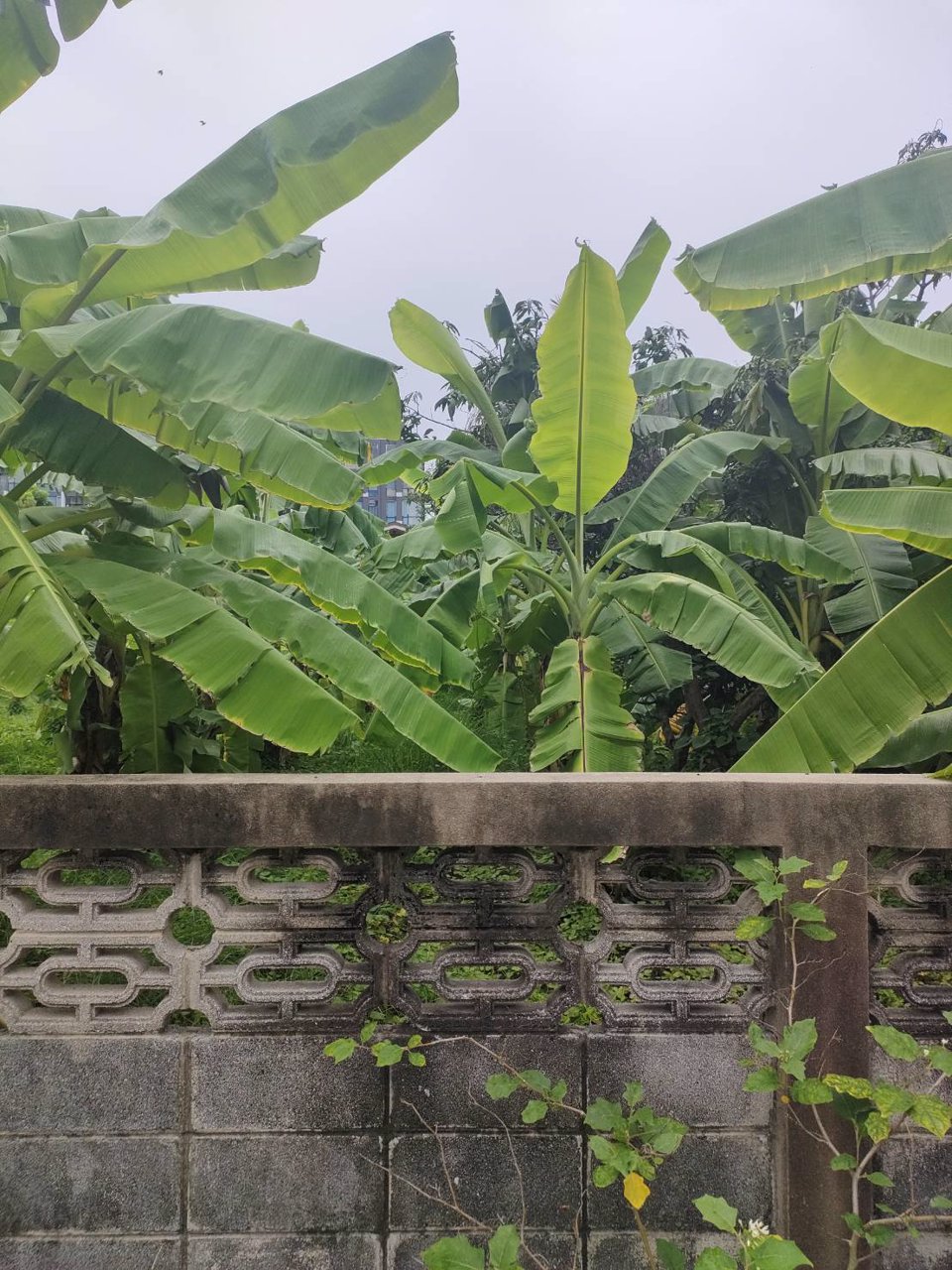 ขายที่ดินเปล่าถมแล้วในถนนลาดพร้าวซอย-48-กรุงเทพมหานคร