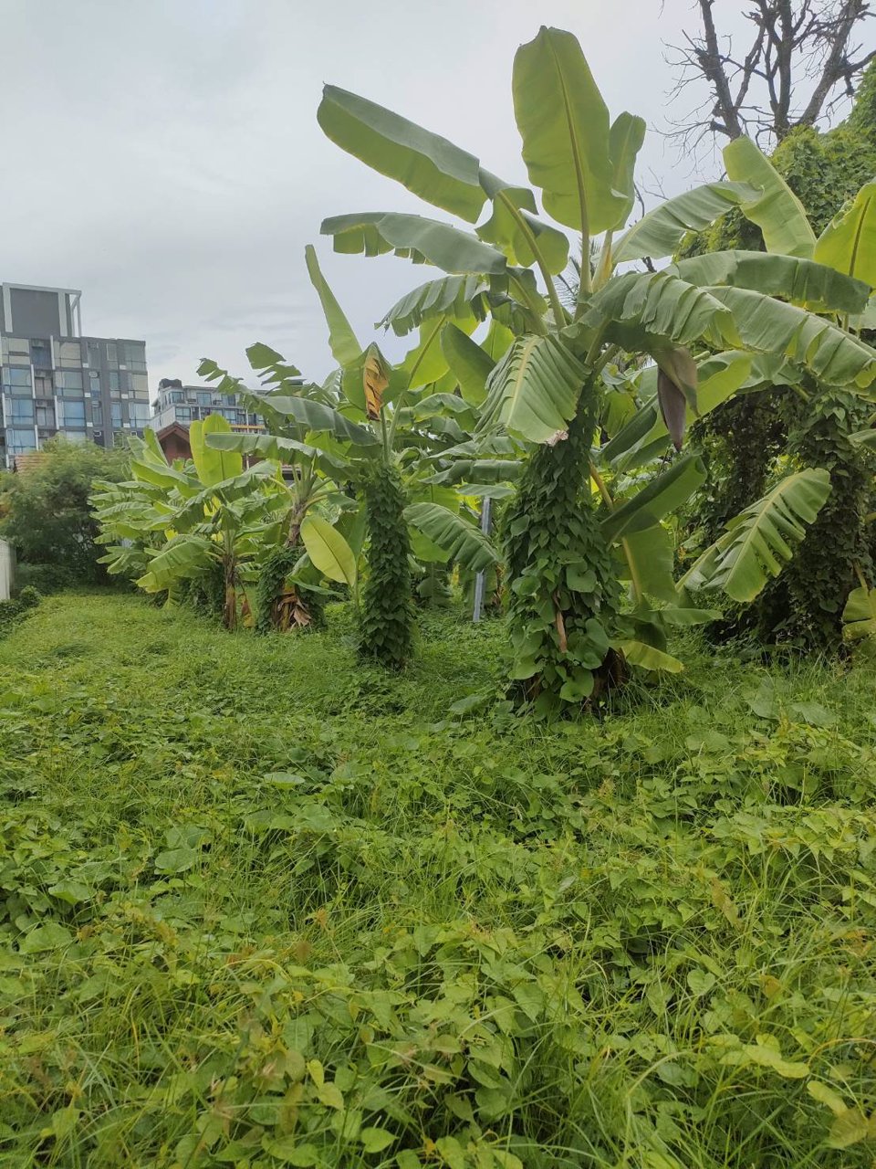 ขายที่ดินเปล่าถมแล้วในถนนลาดพร้าวซอย-48-กรุงเทพมหานคร