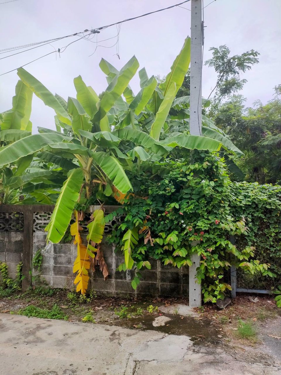 ขายที่ดินเปล่าถมแล้วในถนนลาดพร้าวซอย-48-กรุงเทพมหานคร