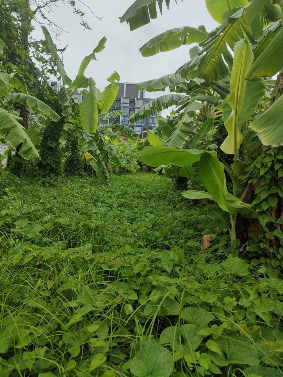 ขายที่ดินเปล่าถมแล้วในถนนลาดพร้าวซอย-48-กรุงเทพมหานคร