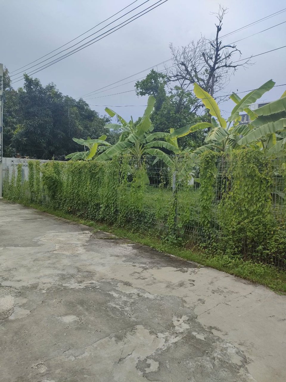 ขายที่ดินเปล่าถมแล้วในถนนลาดพร้าวซอย-48-กรุงเทพมหานคร