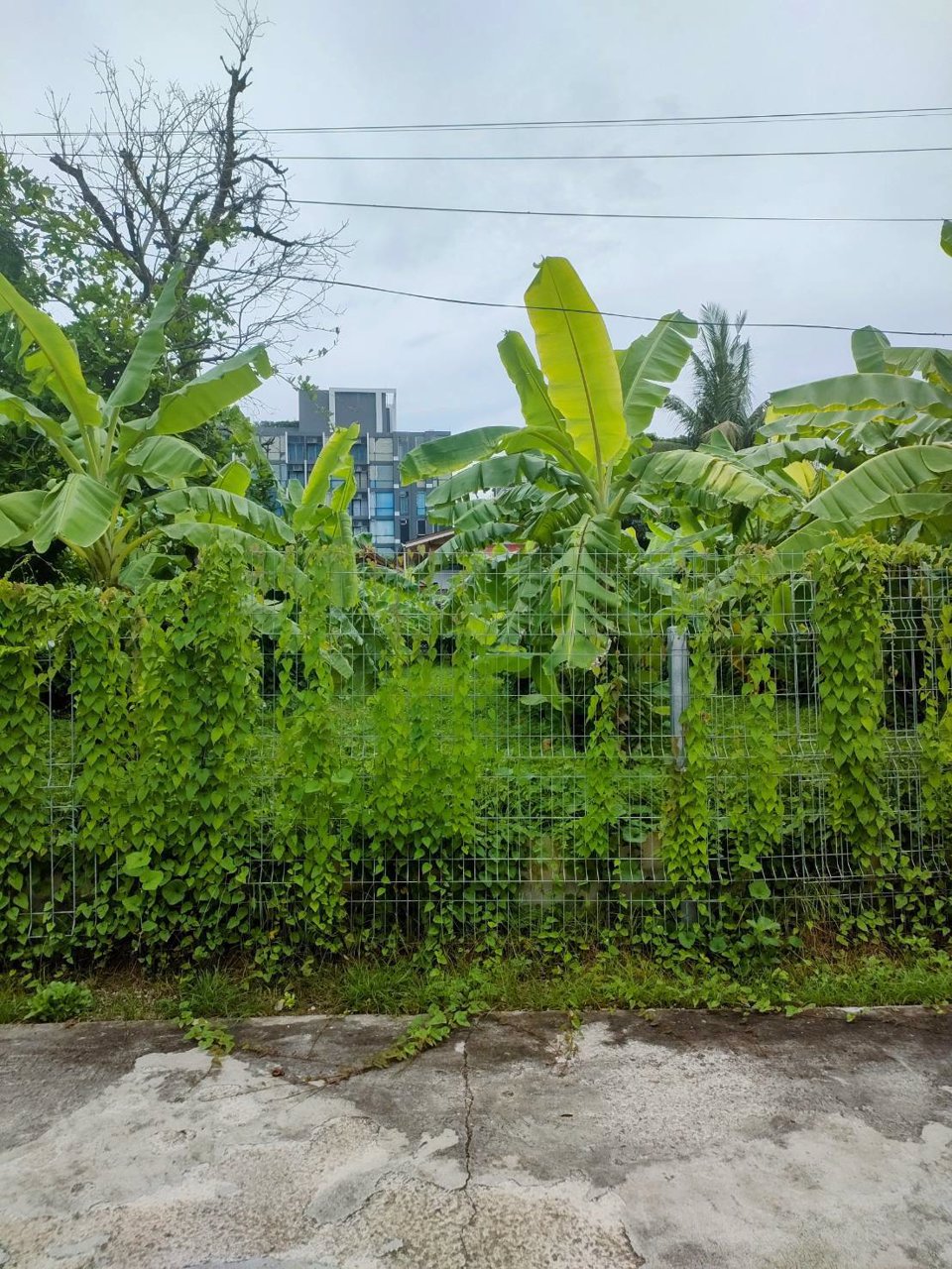 ขายที่ดินเปล่าถมแล้วในถนนลาดพร้าวซอย-48-กรุงเทพมหานคร