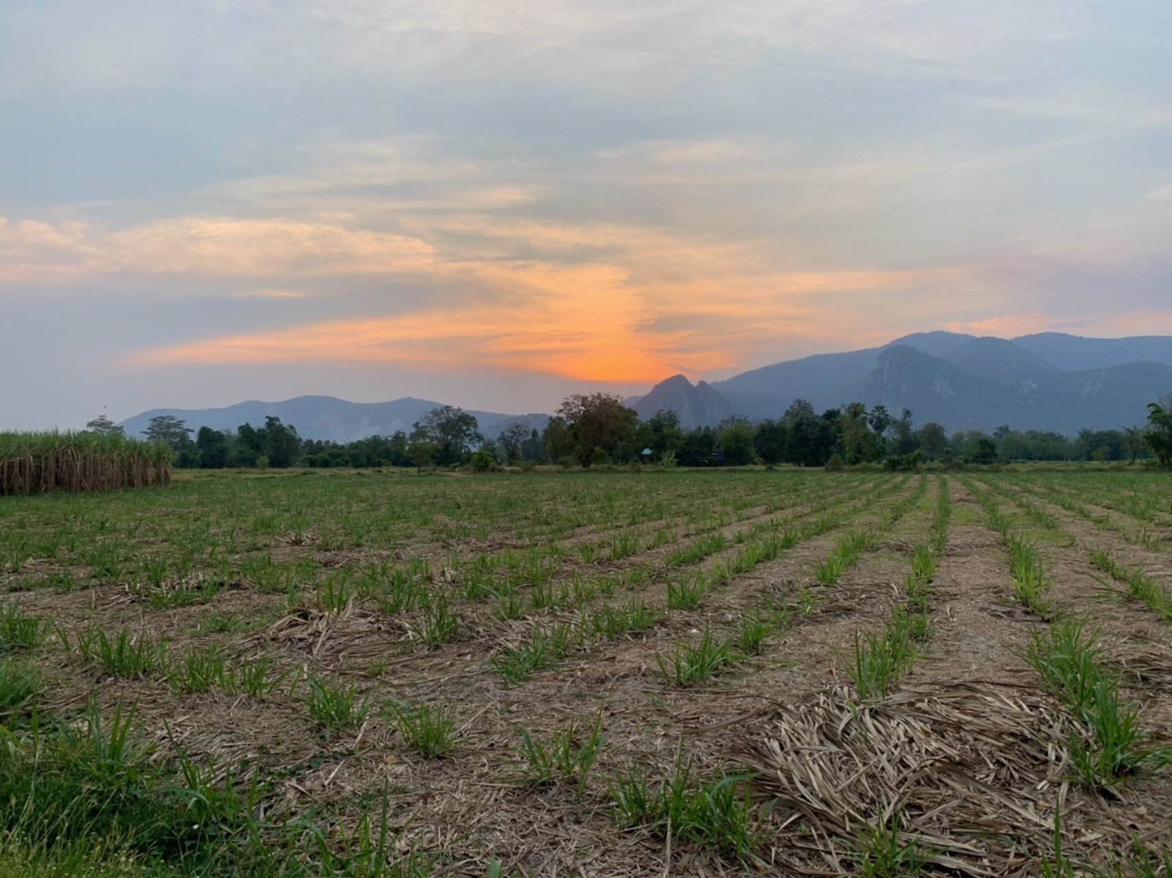 ขายที่ดิน-โฉนดครุฑแดง-ตเนินศาลา-อโกรกพระ-จนครสวรรค์