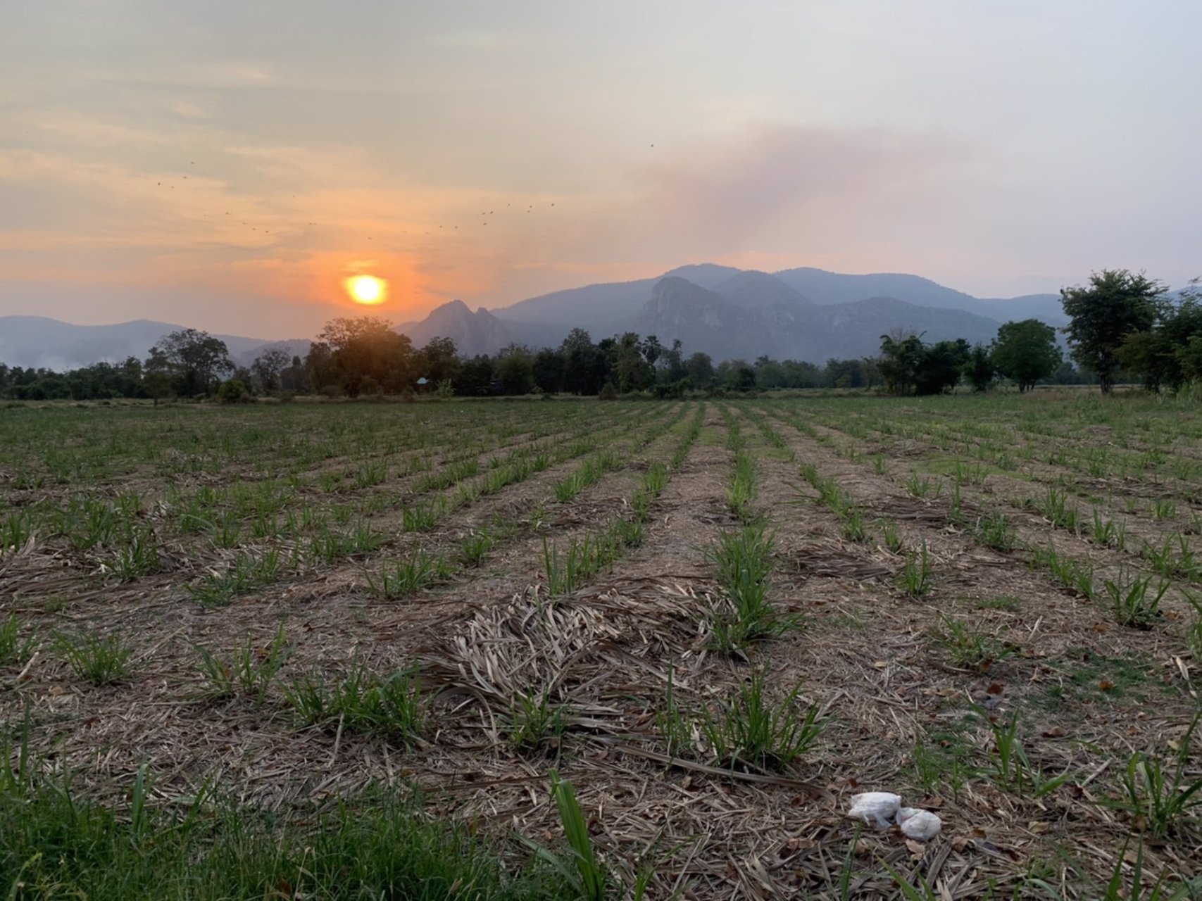 ขายที่ดิน-โฉนดครุฑแดง-ตเนินศาลา-อโกรกพระ-จนครสวรรค์