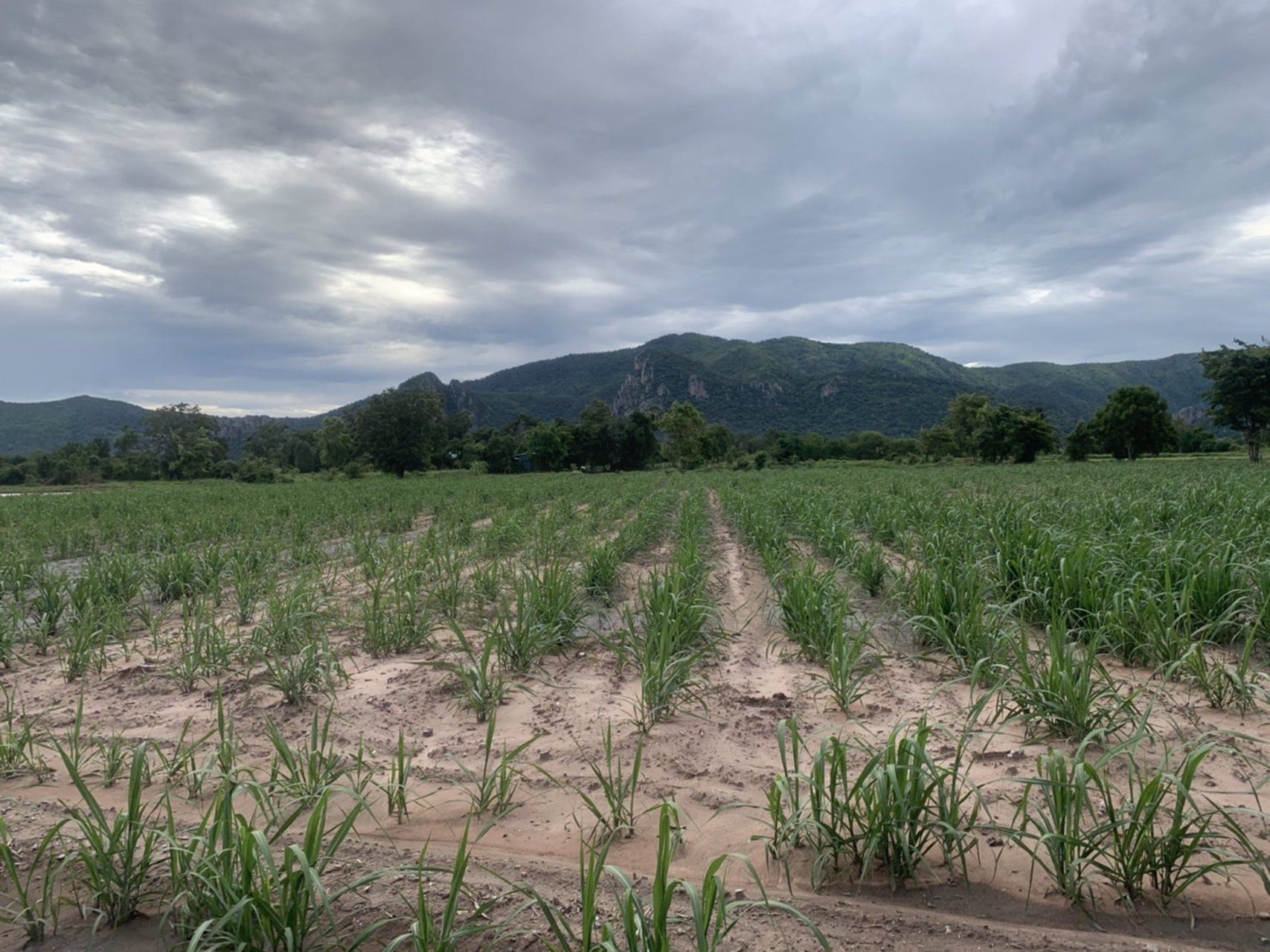 ขายที่ดิน-โฉนดครุฑแดง-ตเนินศาลา-อโกรกพระ-จนครสวรรค์