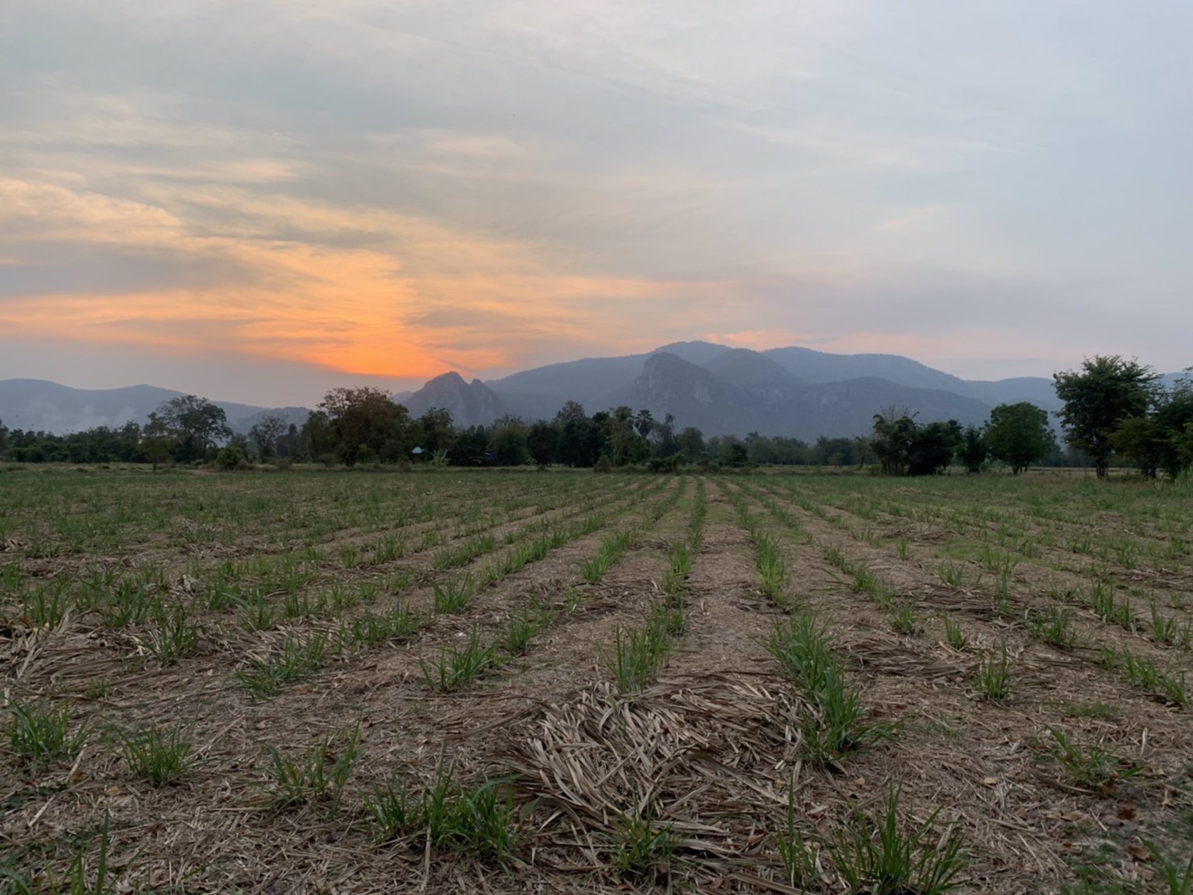 ขายที่ดิน-โฉนดครุฑแดง-ตเนินศาลา-อโกรกพระ-จนครสวรรค์