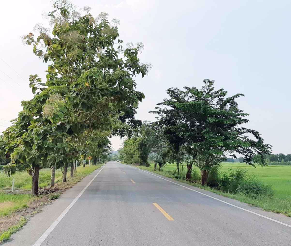 ขายที่ดินราคาถูก-20-ไร่-บรรยากาศธรรมชาติ-ท่าม่วง-กาญจนบุรี