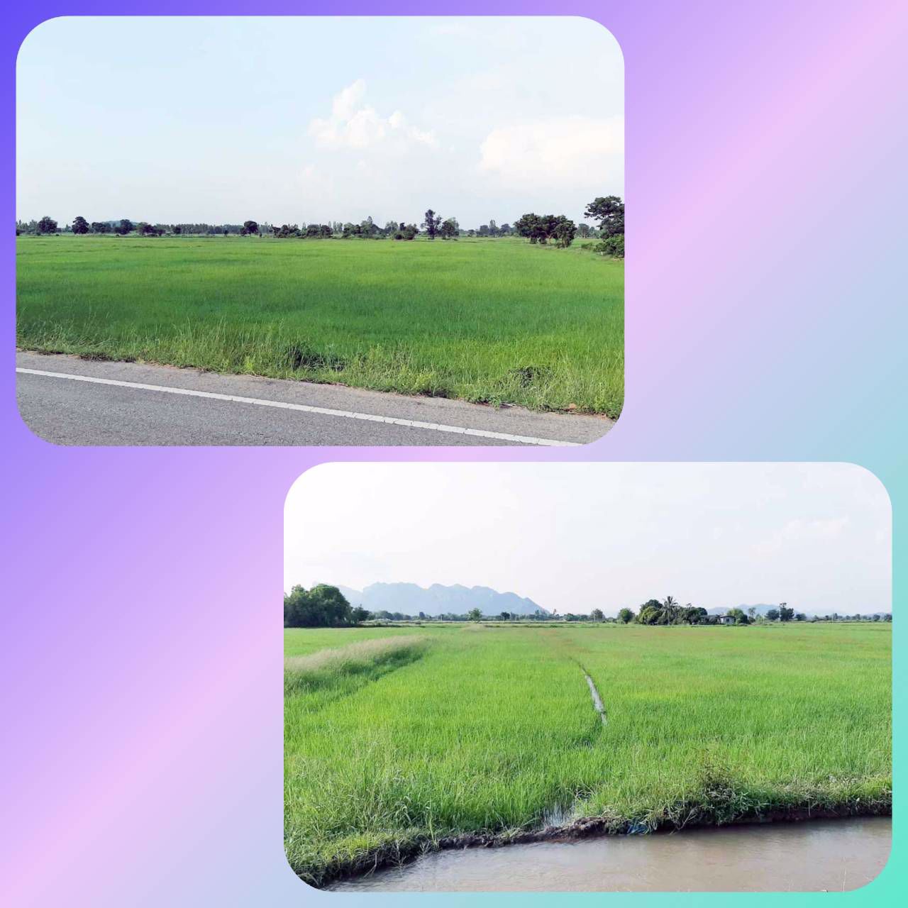 ขายที่ดินราคาถูก-20-ไร่-บรรยากาศธรรมชาติ-ท่าม่วง-กาญจนบุรี