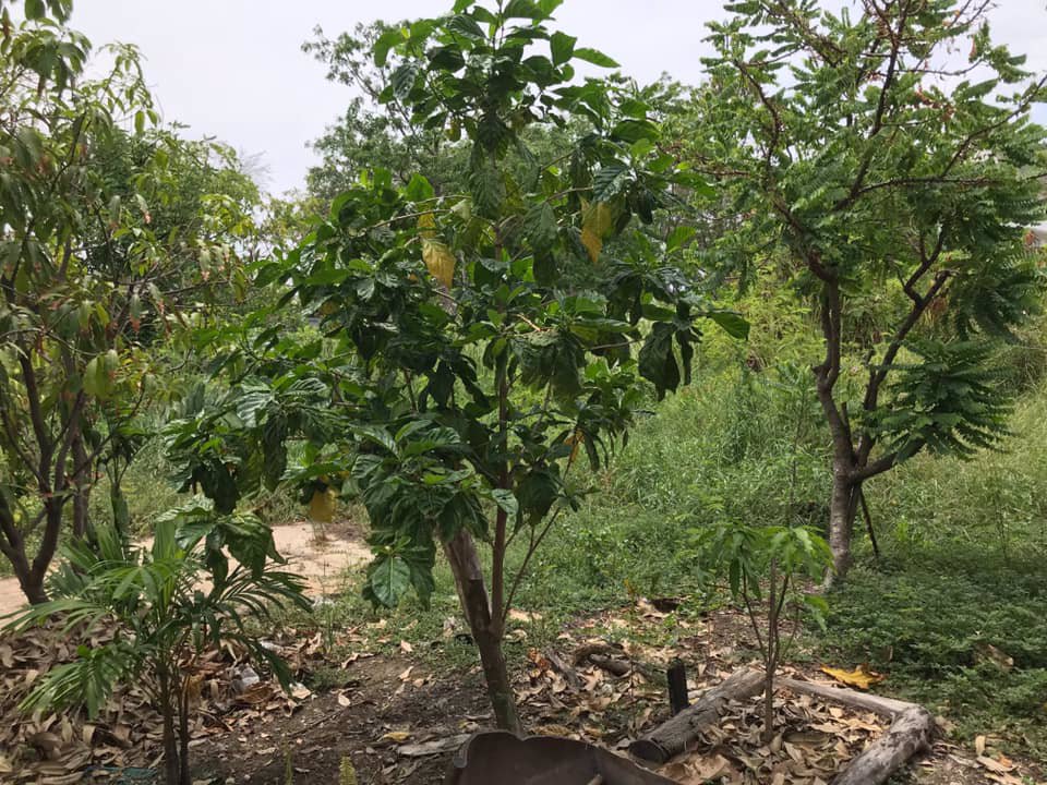 ที่ดินให้เช่า-ถสุขสวัสดิ์-อพระประแดง-ทำเลดีมาก-1-2-ไร่-เหมาะสำหรับทำคลังสินค้า-ฯ