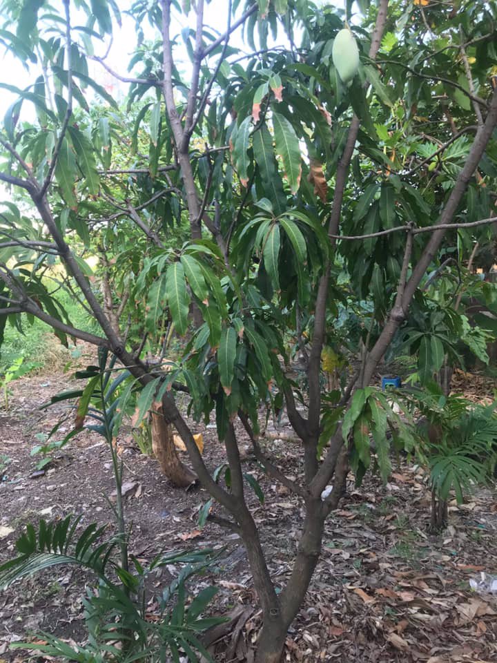 ที่ดินให้เช่า-ถสุขสวัสดิ์-อพระประแดง-ทำเลดีมาก-1-2-ไร่-เหมาะสำหรับทำคลังสินค้า-ฯ