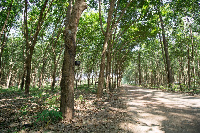 ขาย-ที่ดิน-สวนยาง-ตโซ่-โซ่พิสัย-บึงกาฬ-10-ไร่