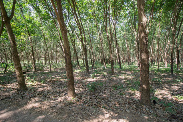 ขาย-ที่ดิน-สวนยาง-ตโซ่-โซ่พิสัย-บึงกาฬ-10-ไร่