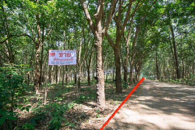 ขาย-ที่ดิน-สวนยาง-ตโซ่-โซ่พิสัย-บึงกาฬ-10-ไร่