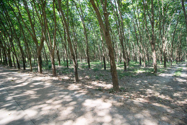 ขาย-ที่ดิน-สวนยาง-ตโซ่-โซ่พิสัย-บึงกาฬ-10-ไร่