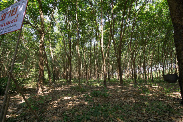 ขาย-ที่ดิน-สวนยาง-ตโซ่-โซ่พิสัย-บึงกาฬ-10-ไร่