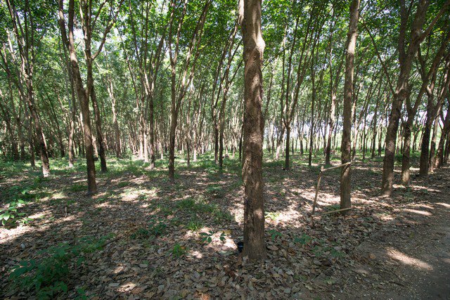 ขาย-ที่ดิน-สวนยาง-ตโซ่-โซ่พิสัย-บึงกาฬ-10-ไร่