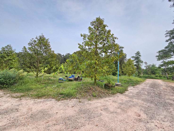 ขายสวนทุเรียน-บ้านทุ่งสน-ตำบลรำพัน-อำเภอท่าใหม่-จันทบุรี
