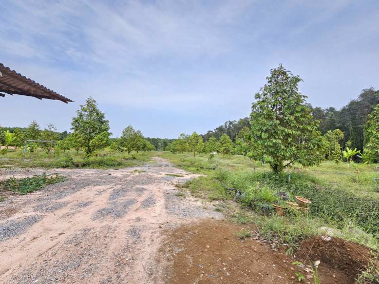 ขายสวนทุเรียน-บ้านทุ่งสน-ตำบลรำพัน-อำเภอท่าใหม่-จันทบุรี