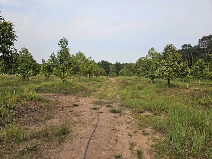 ขายสวนทุเรียน-บ้านทุ่งสน-ตำบลรำพัน-อำเภอท่าใหม่-จันทบุรี