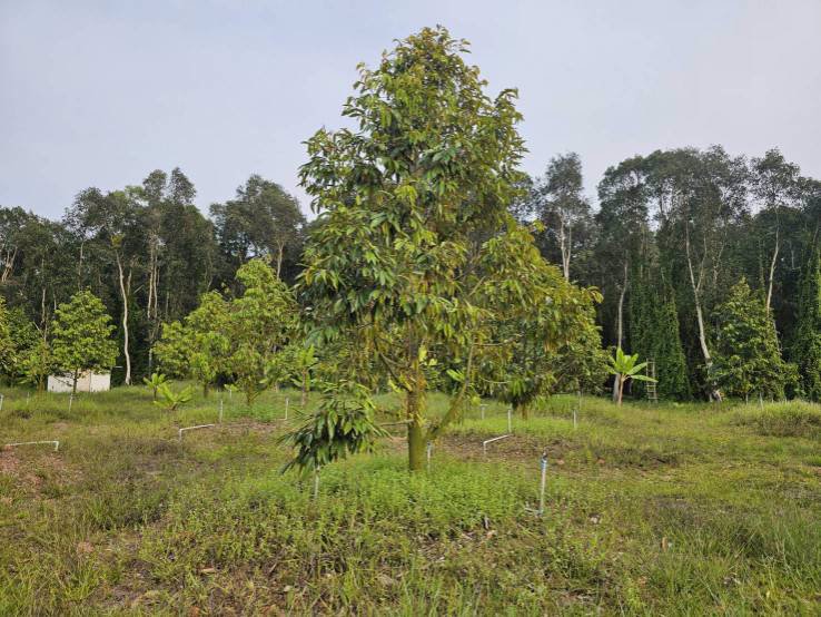 ขายสวนทุเรียน-บ้านทุ่งสน-ตำบลรำพัน-อำเภอท่าใหม่-จันทบุรี