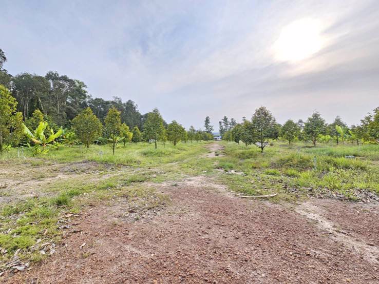 ขายสวนทุเรียน-บ้านทุ่งสน-ตำบลรำพัน-อำเภอท่าใหม่-จันทบุรี