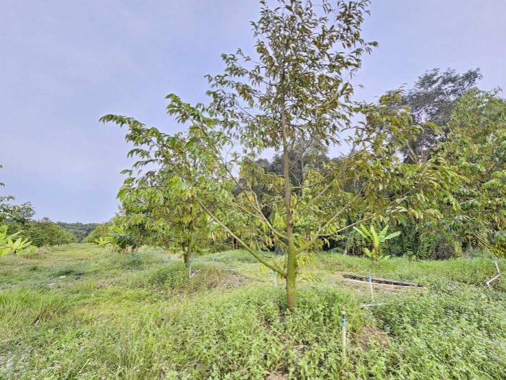 ขายสวนทุเรียน-บ้านทุ่งสน-ตำบลรำพัน-อำเภอท่าใหม่-จันทบุรี