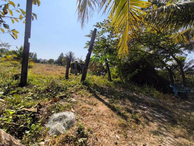 ขายที่ดินพร้อมสวนมะพร้าว-บ้านโสกน้ำขาว-ตหนองไฮ-อำเภอเมืองอุดรธานี