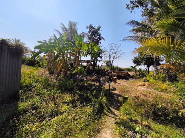 ขายที่ดินพร้อมสวนมะพร้าว-บ้านโสกน้ำขาว-ตหนองไฮ-อำเภอเมืองอุดรธานี