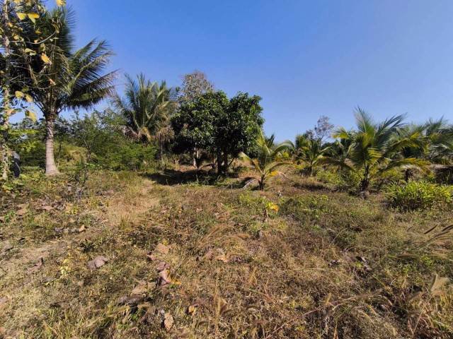 ขายที่ดินพร้อมสวนมะพร้าว-บ้านโสกน้ำขาว-ตหนองไฮ-อำเภอเมืองอุดรธานี