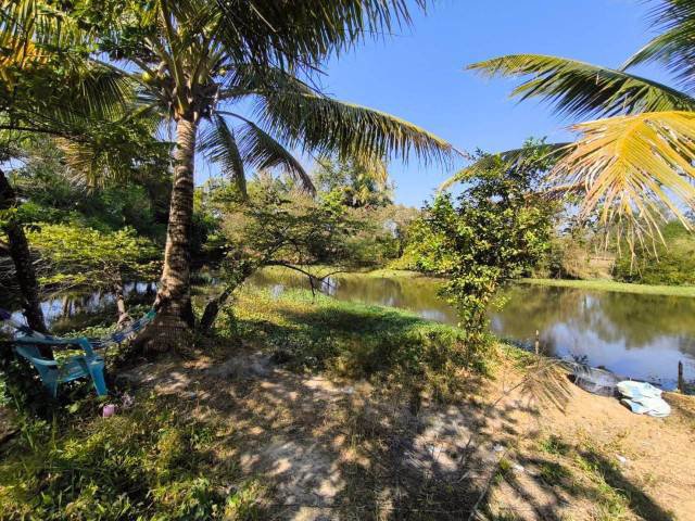 ขายที่ดินพร้อมสวนมะพร้าว-บ้านโสกน้ำขาว-ตหนองไฮ-อำเภอเมืองอุดรธานี