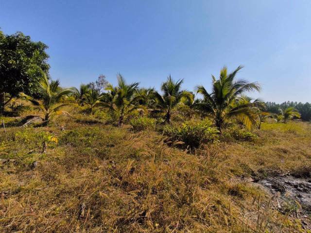 ขายที่ดินพร้อมสวนมะพร้าว-บ้านโสกน้ำขาว-ตหนองไฮ-อำเภอเมืองอุดรธานี