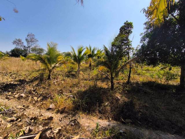 ขายที่ดินพร้อมสวนมะพร้าว-บ้านโสกน้ำขาว-ตหนองไฮ-อำเภอเมืองอุดรธานี