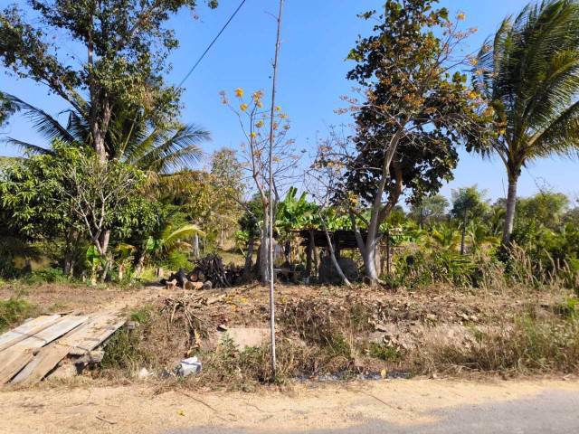 ขายที่ดินพร้อมสวนมะพร้าว-บ้านโสกน้ำขาว-ตหนองไฮ-อำเภอเมืองอุดรธานี