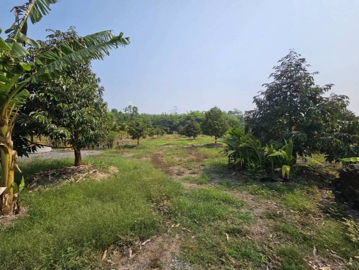 ขายสวนทุเรียน-มะพร้าวน้ำหอม-พร้อมบ้านพักคนงาน-เขาบายศรี-อำเภอท่าใหม่-จันทบุรี