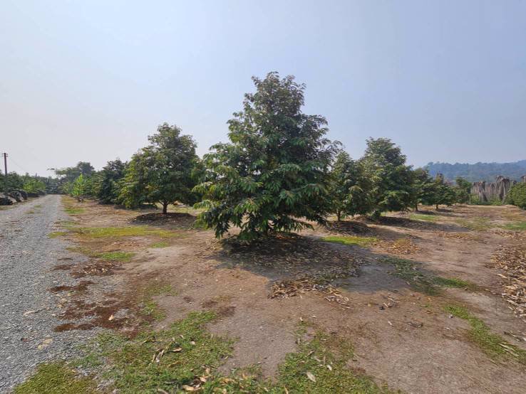 ขายสวนทุเรียน-มะพร้าวน้ำหอม-พร้อมบ้านพักคนงาน-เขาบายศรี-อำเภอท่าใหม่-จันทบุรี