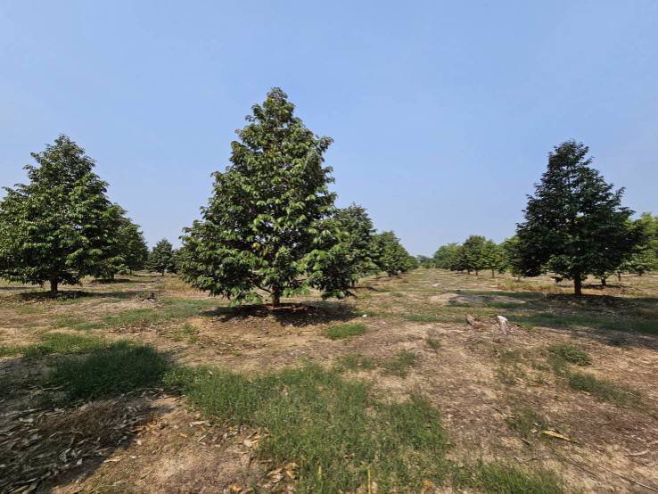 ขายสวนทุเรียน-มะพร้าวน้ำหอม-พร้อมบ้านพักคนงาน-เขาบายศรี-อำเภอท่าใหม่-จันทบุรี