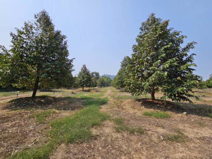 ขายสวนทุเรียน-มะพร้าวน้ำหอม-พร้อมบ้านพักคนงาน-เขาบายศรี-อำเภอท่าใหม่-จันทบุรี