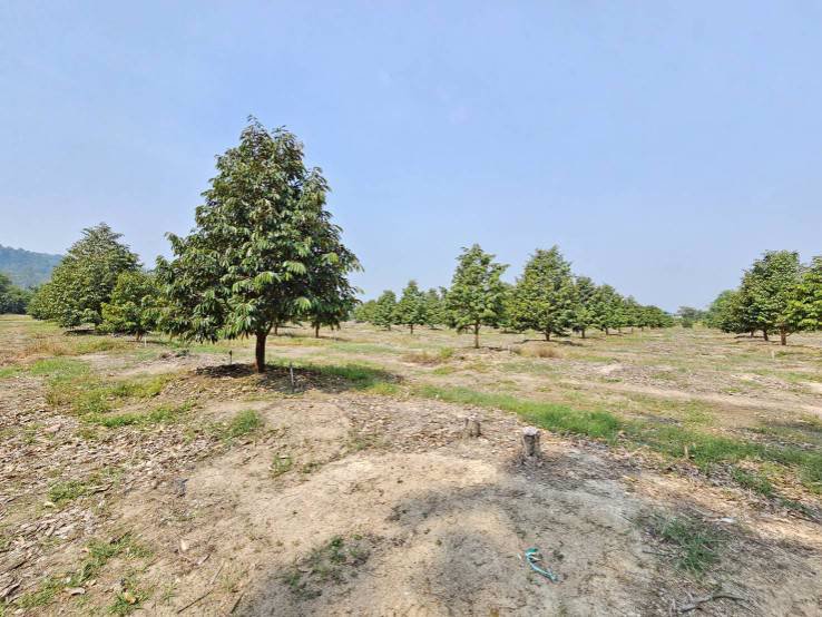 ขายสวนทุเรียน-มะพร้าวน้ำหอม-พร้อมบ้านพักคนงาน-เขาบายศรี-อำเภอท่าใหม่-จันทบุรี