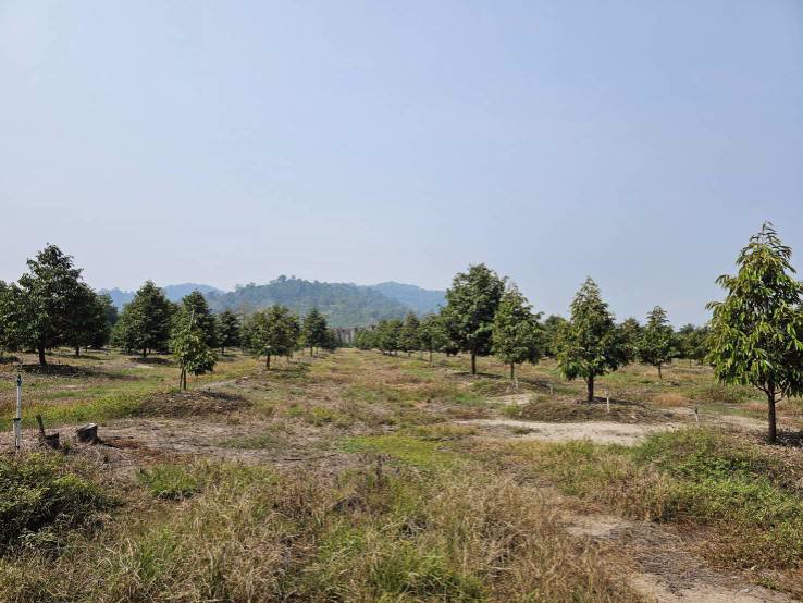 ขายสวนทุเรียน-มะพร้าวน้ำหอม-พร้อมบ้านพักคนงาน-เขาบายศรี-อำเภอท่าใหม่-จันทบุรี