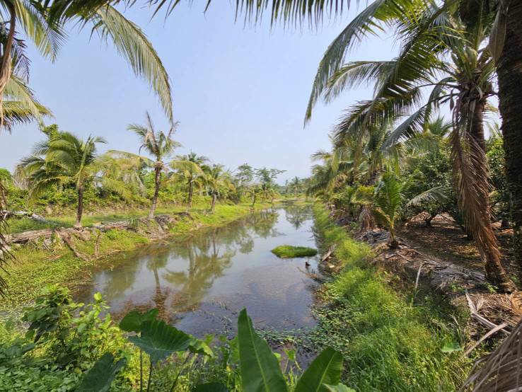 ขายสวนทุเรียน-มะพร้าวน้ำหอม-พร้อมบ้านพักคนงาน-เขาบายศรี-อำเภอท่าใหม่-จันทบุรี