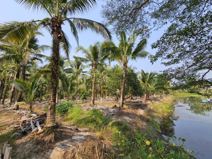 ขายสวนทุเรียน-มะพร้าวน้ำหอม-พร้อมบ้านพักคนงาน-เขาบายศรี-อำเภอท่าใหม่-จันทบุรี