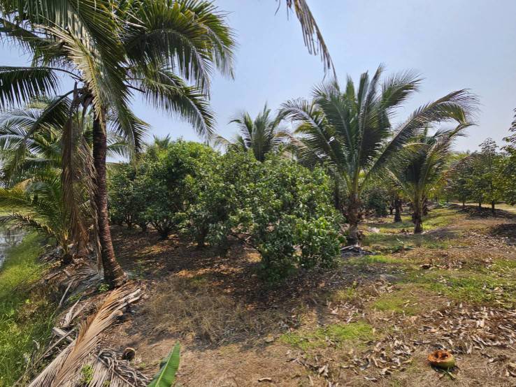 ขายสวนทุเรียน-มะพร้าวน้ำหอม-พร้อมบ้านพักคนงาน-เขาบายศรี-อำเภอท่าใหม่-จันทบุรี