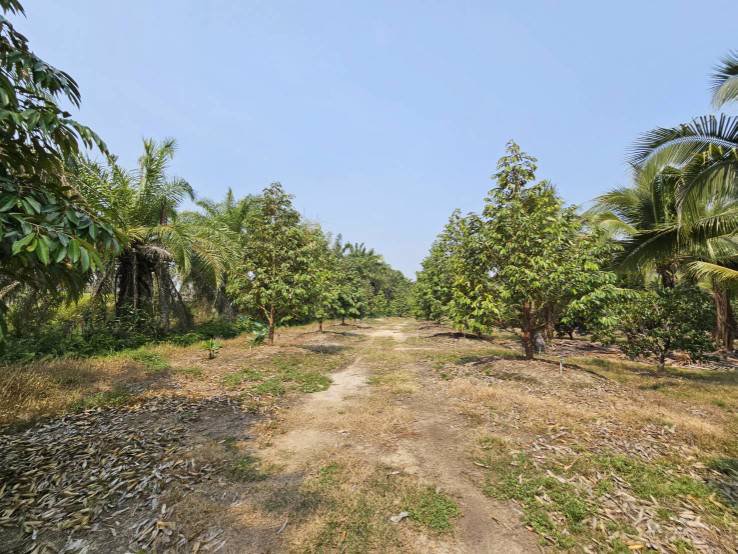 ขายสวนทุเรียน-มะพร้าวน้ำหอม-พร้อมบ้านพักคนงาน-เขาบายศรี-อำเภอท่าใหม่-จันทบุรี