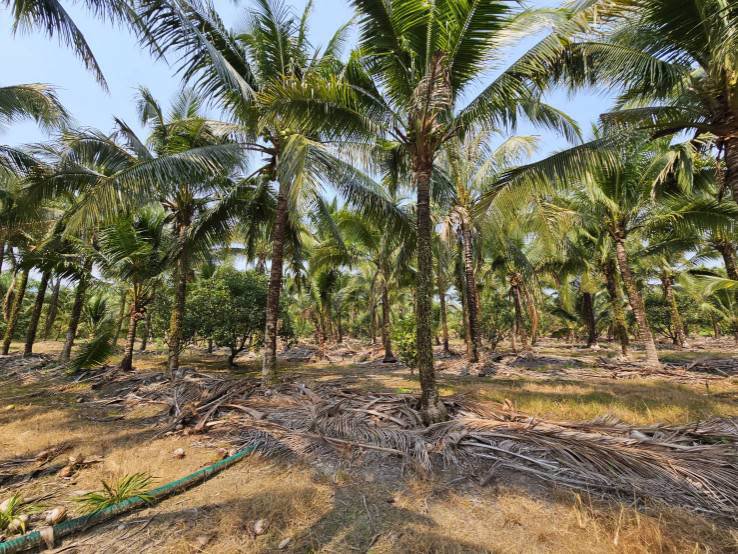 ขายสวนทุเรียน-มะพร้าวน้ำหอม-พร้อมบ้านพักคนงาน-เขาบายศรี-อำเภอท่าใหม่-จันทบุรี