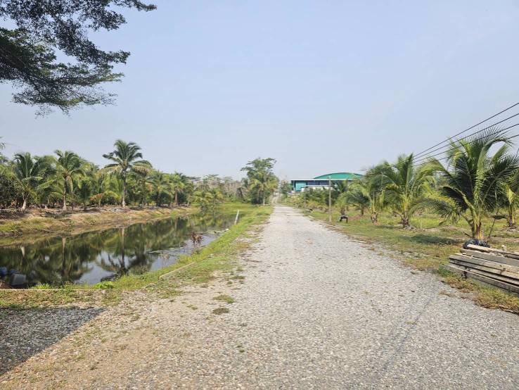 ขายสวนทุเรียน-มะพร้าวน้ำหอม-พร้อมบ้านพักคนงาน-เขาบายศรี-อำเภอท่าใหม่-จันทบุรี