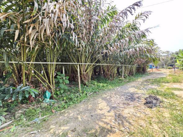 ขายสวนทุเรียน-เขาสุกิม-เนินมะหาด-ตำบลเขาบายศรี-อำเภอท่าใหม่-จันทบุรี