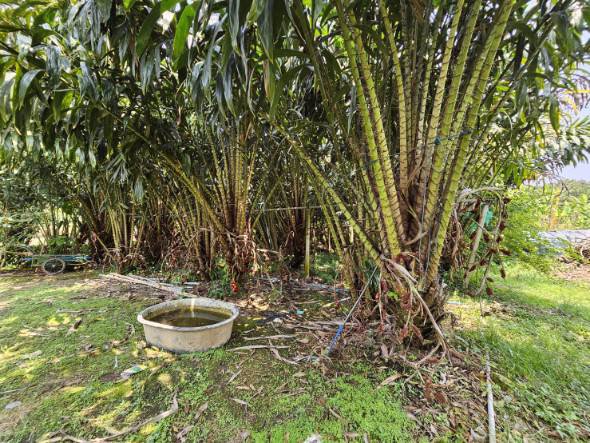 ขายสวนทุเรียน-เขาสุกิม-เนินมะหาด-ตำบลเขาบายศรี-อำเภอท่าใหม่-จันทบุรี