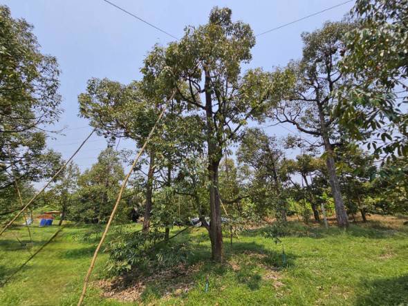 ขายสวนทุเรียน-เขาสุกิม-เนินมะหาด-ตำบลเขาบายศรี-อำเภอท่าใหม่-จันทบุรี