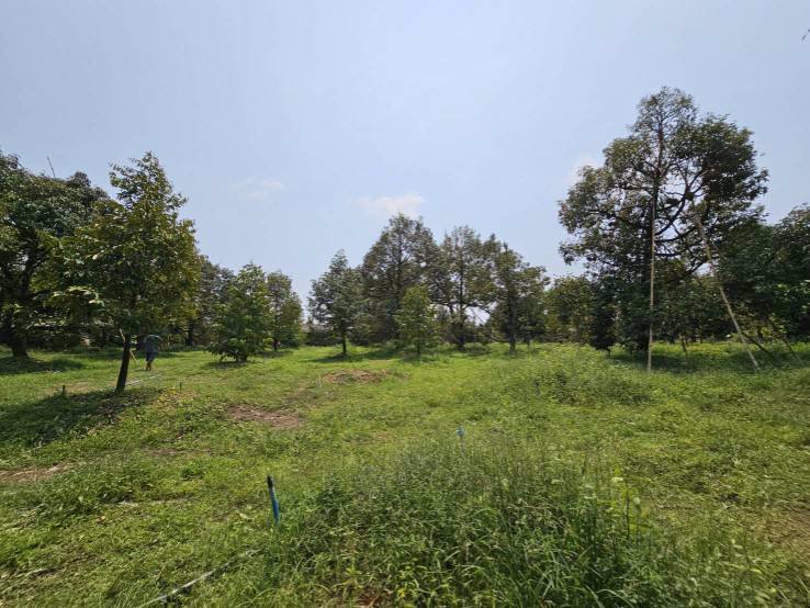 ขายสวนทุเรียน-เขาสุกิม-เนินมะหาด-ตำบลเขาบายศรี-อำเภอท่าใหม่-จันทบุรี