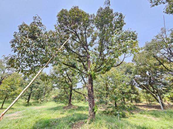 ขายสวนทุเรียน-เขาสุกิม-เนินมะหาด-ตำบลเขาบายศรี-อำเภอท่าใหม่-จันทบุรี